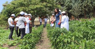(Özel Haber) Hem Üniversite Okuyor, Hem De Organik Sebze Üretiyorlar