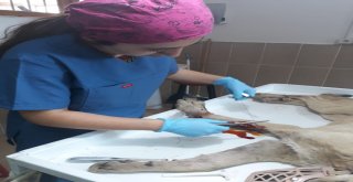 Yaralı Köpek Tedavi Edildi