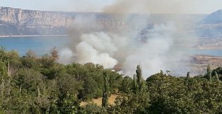Anız Yangınında Ağaçlar Zarar Gördü