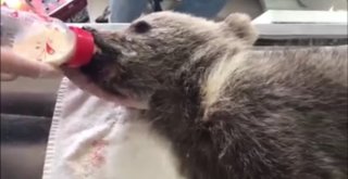 Tedavileri Tamamlanan Yavru Ayılar Uçakla Bursaya Gönderildi