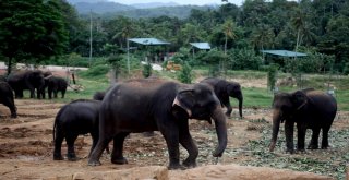 Dünyanın En İlginç Yetimhanesi: Fil Yetimhanesi