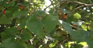 Polatlıda Tarihe Tanıklık Eden Ağaçlara Koruma