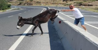 Yolunu Şaşıran Eşeğin İmdadına Yardımsever Genç Yetişti