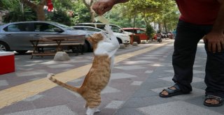 Mırmırı Gören Köpekler Yolunu Değiştiriyor