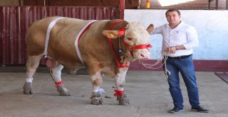 Bir Ton 170 Kilogramlık Kral Görücüye Çıktı