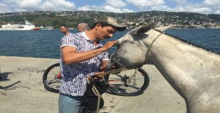 Sarıyerde At Denize Düştü