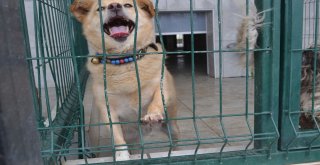 Bursada İki Çocuğu Isıran Köpek Yakalandı, Karantinaya Alındı