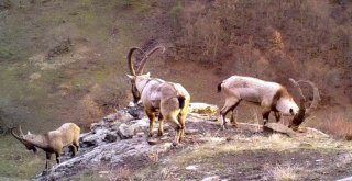 Ordunun ‘Yaban Hayatı Fotokapanda