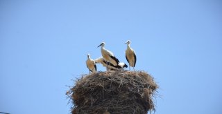 Leylekler Köyün Sembolü Haline Geldi