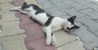 Hatayda Sıcaklar Sahillerin Boşalmasına Neden Oldu