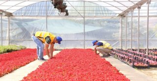 Büyükşehir Belediyesi Kendi Yetiştirdiği Çiçeklerle Aydını Güzelleştiriyor