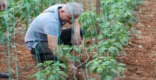 Antalyada Solucan Gübresi İle Tarım Uygulaması Yapıldı