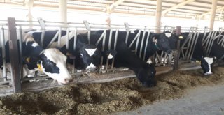Afyonkarahisarda Avrupa Standartlarında Süt Üretiliyor