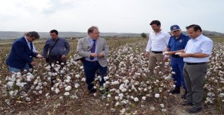 Didimde Pamuk Hasadı Başladı