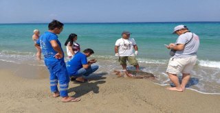 Güzelçamlı Sahilinde Ölü Caretta Caretta Bulundu