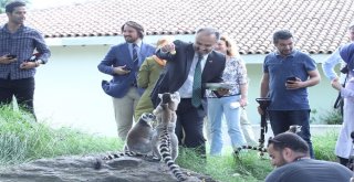 Bursa Hayvanat Bahçesinin Yeni Misafirleri Gergedanlar