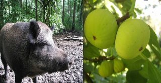 Aydında Domuzlar, Çiftçinin Uykusunu Kaçırdı