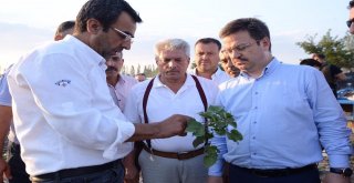 Vali Ünlü, Pamuk Tarlasında İncelemelerde Bulundu
