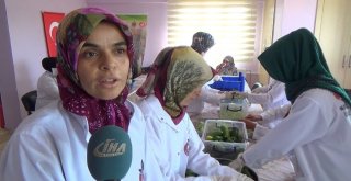 Gastronomi Kenti Hatayda Dolmalık Ve Turşuluk Salatalıklar Kışa Hazırlanıyor
