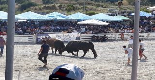 Boğalar Dostluk İçin Güreşti