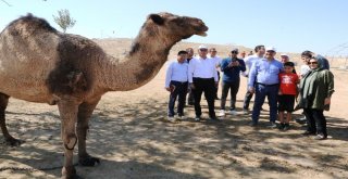 Belediye Başkanları Şanlıurfada İsot Hasadına Katıldı