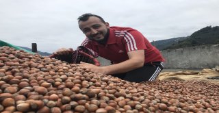 Fındık Üreticileri Harmanda