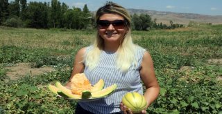 Muz Tadındaki Bağrıbütün Kavunun Hasadı Başladı