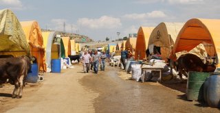 Kurban Satıcılarından Dolar Tepkisi