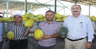 Çankırıda Kavun Üretimi Yüzleri Güldürdü