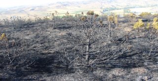 Mangal Ateşi Çam Ağaçlarını Kül Etti