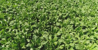 Pancar Üretimini 4 Katına Çıkardılar