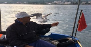 Kurnaz Martı İle Balıkçının Dostluğu