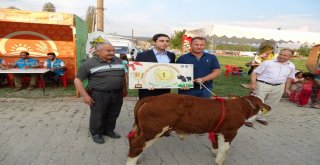 Podyuma Bu Defa Buzağılar Çıktı