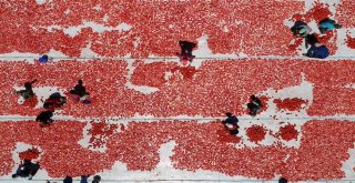 İzmir Ovaları Kırmızıya Büründü