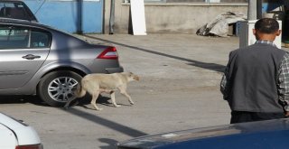 Ispartada Av Tüfekli Köpek Katliamı