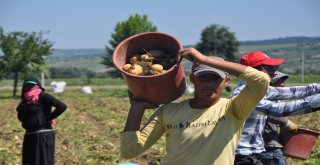 Patates Hasadı Yüzleri Güldürdü