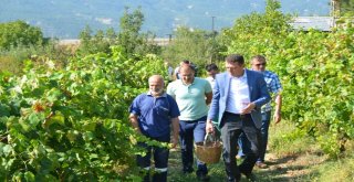 Safranboluda Çavuş Üzümü Hasadı Başladı