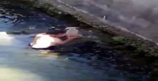 Antalyada Dereye Düşen Yavru Köpek Suya Giren Genç Tarafından Kurtarıldı