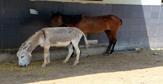 Ölümün Eşiğinden Hayata Döndüler