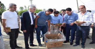 Kozlukta 45 Çiftçiye Çilek Fidesi Dağıtıldı