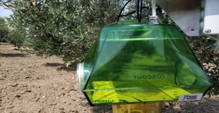 Zeytin Sineğine Yakın Takip