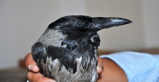 Yaralı Kargayı İyileşene Kadar Evinde Misafir Edecek