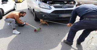 (Özel) Tem Otoyolunda ‘Yabani Köpek Operasyonu