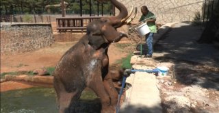 (Özel Haber) Sıcaktan Etkilenen 5 Tonluk Filler Tazyikli Suyla Serinletiliyor