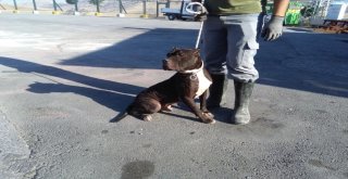 Tehlikeli Köpek Irkı Besleyenlere 12 Bin 600 Tl Ceza Kesildi