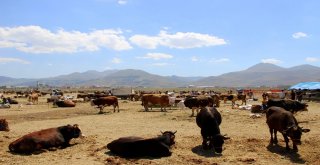 Kaçan Kurbanlık Dana Trafiğe Daldı