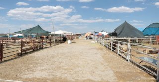 Celeplerin Umudu Arefe Gününe Kaldı