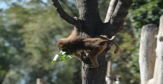 Kurban Bayramında Hayvanat Bahçesine Yoğun İlgi