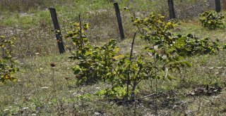 Sinopta Bir Vatandaşa Ait Ceviz Fidanları Kesildi