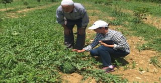 Çiftçilerin Ürünlerini Büyükşehir Kontrol Ediyor